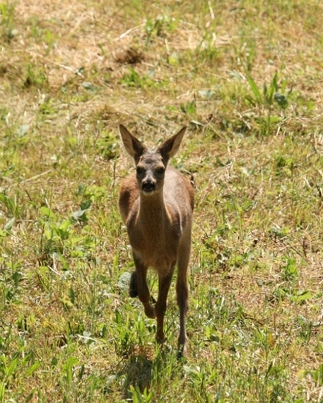 Il Capriolo